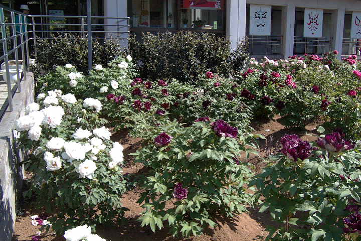 EPSN0029.JPG