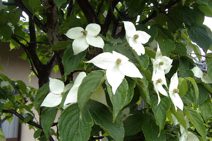 EPSN0571.JPG
