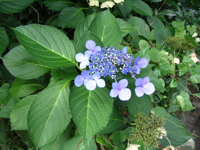 IMG_0802.JPG