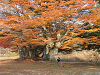 IMG_3191_thumb.png