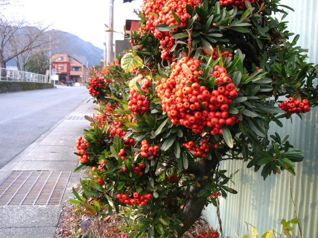 IMG_4626.JPG