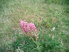 CIMG0937_thumb.png