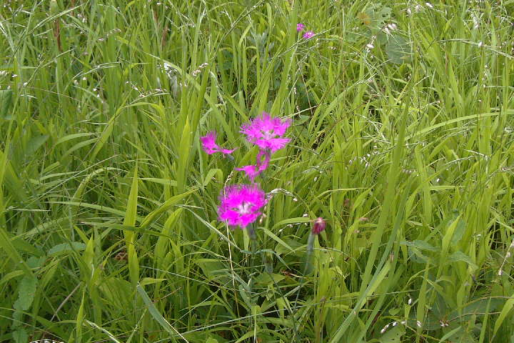 EPSN1790.JPG
