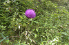 EPSN1893_thumb.png