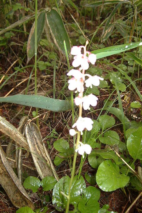 EPSN0701.JPG