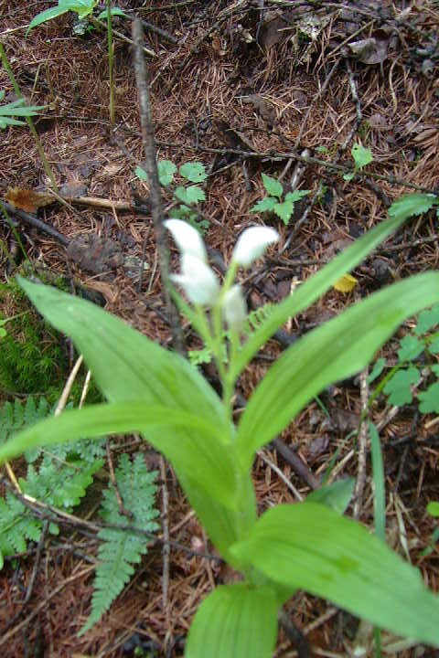 EPSN0707.JPG