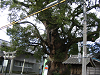 IMG_6210_thumb.png