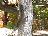 IMG_9430_thumb.png