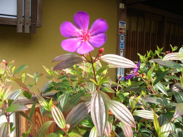 IMG_0493.JPG