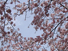 IMG_0516_thumb.png