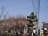 IMG_0237_thumb.png