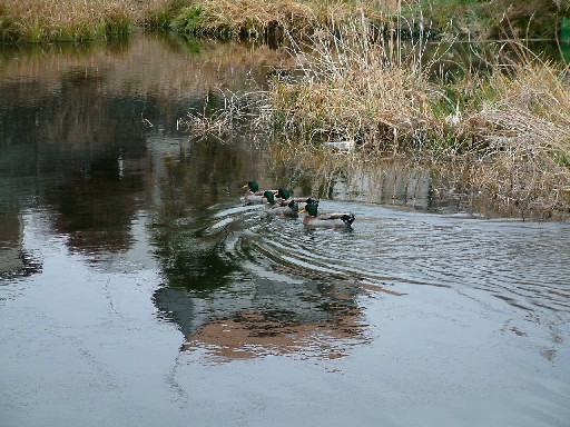 DSCF0036.JPG