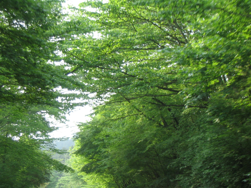IMG_4900.JPG