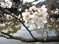 IMG_1443_thumb.png