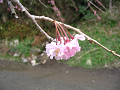 IMG_1104_thumb.png