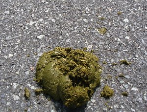 IMG_2021.JPG