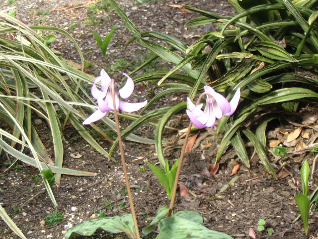 IMG_2136.JPG
