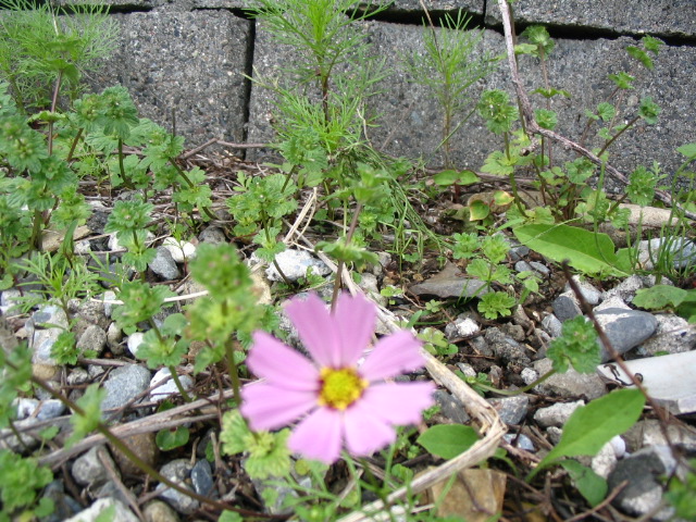 IMG_3373.JPG