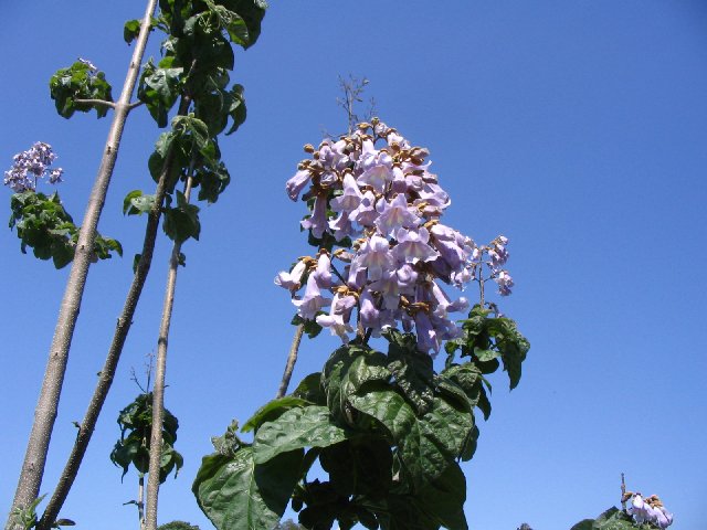 IMG_3703.JPG