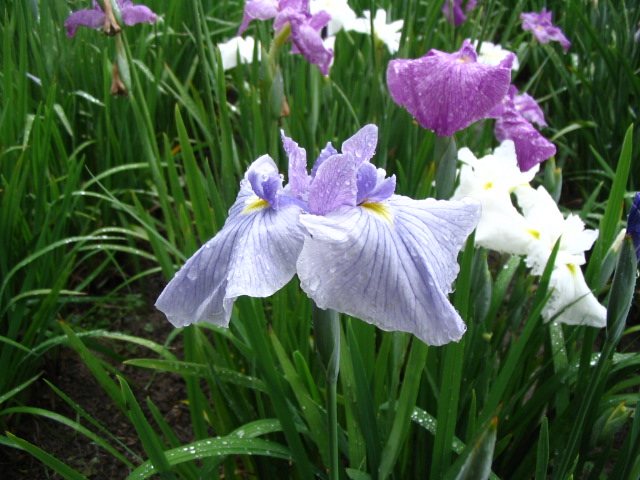 IMG_5735.JPG
