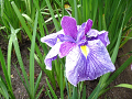 IMG_5815_thumb.png
