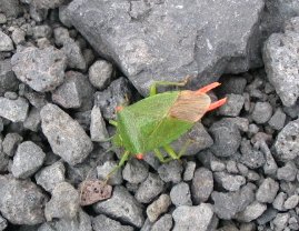 IMG_6215.JPG