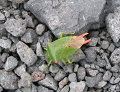 IMG_6215_thumb.png