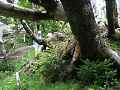 IMG_6267_thumb.png