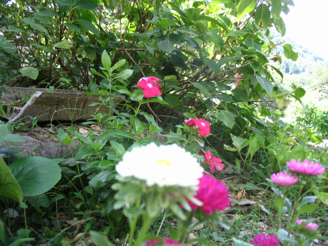 IMG_9536.JPG