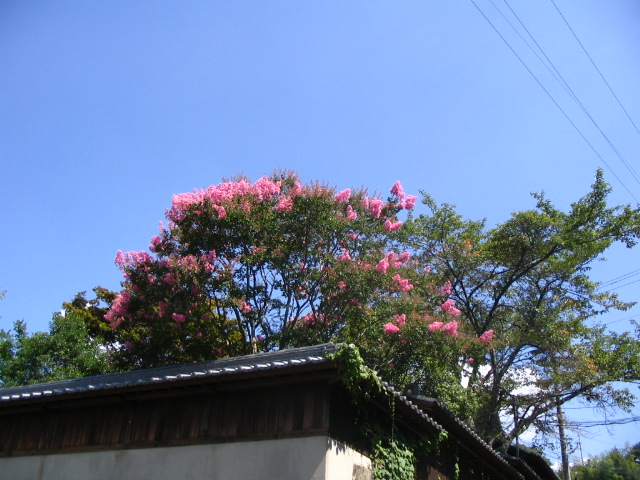 IMG_0083.JPG