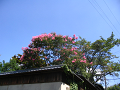 IMG_0083_thumb.png
