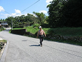 IMG_0990_thumb.png