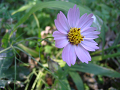 IMG_2288_thumb.png