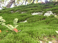 IMG_2225_thumb.png