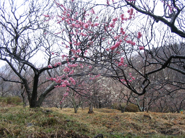 IMG_9367.JPG