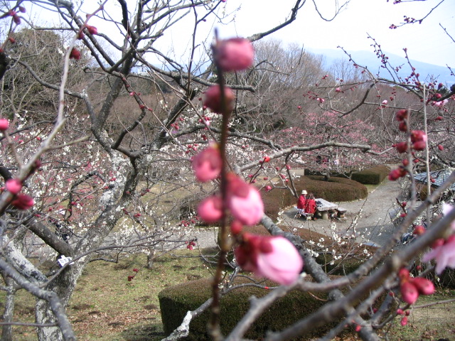 IMG_7003.JPG