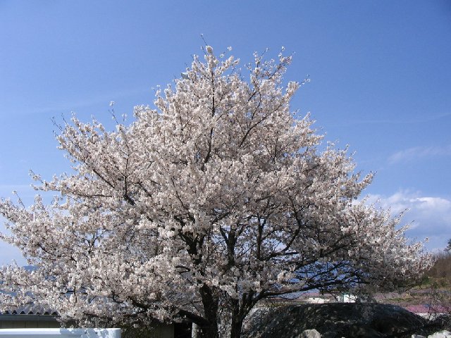IMG_9263.JPG