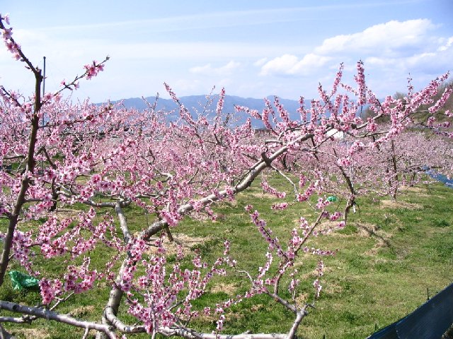 IMG_9264.JPG
