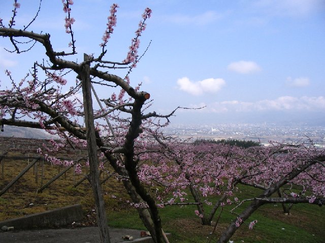 IMG_8885.JPG