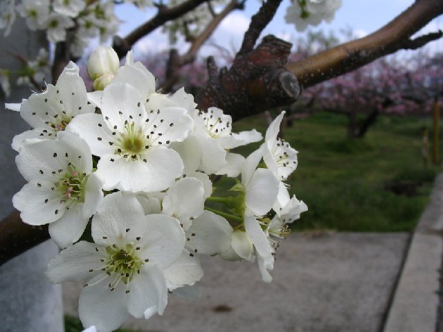 IMG_8931.JPG