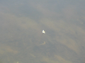 IMG_0864_thumb.png