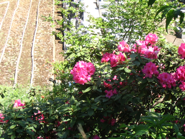 IMG_0621.JPG