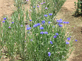 IMG_0792_thumb.png