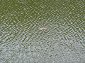 IMG_0805_thumb.png