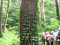 IMG_3329_thumb.png