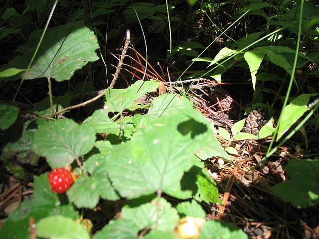 IMG_3382.JPG