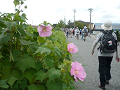 img_8182_thumb.png