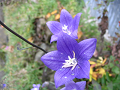 IMG_9182_thumb.png