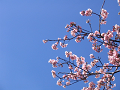 IMG_3802_thumb.png