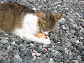 IMG_0082_thumb.png